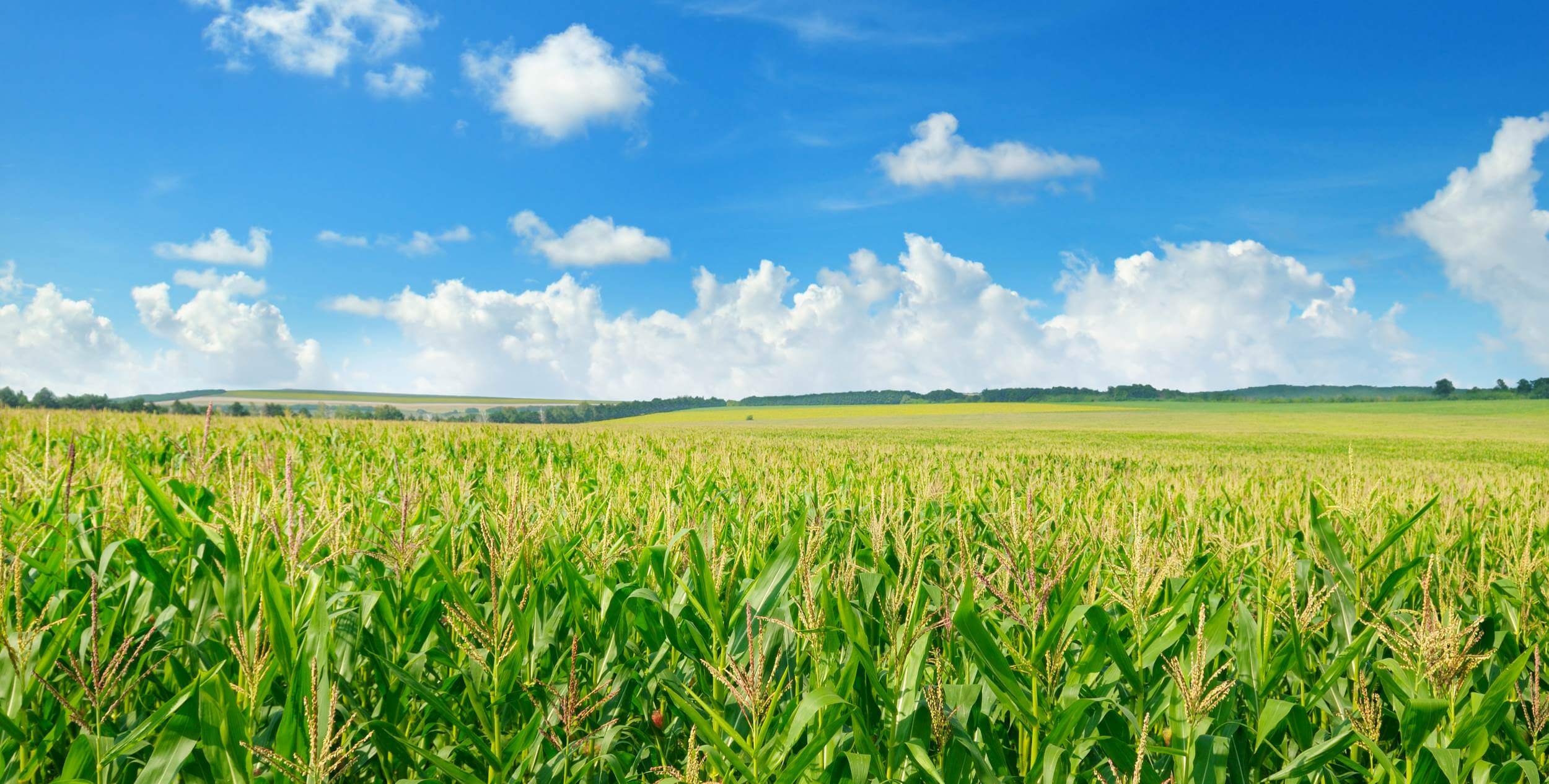 An vast corn field on a sunny day