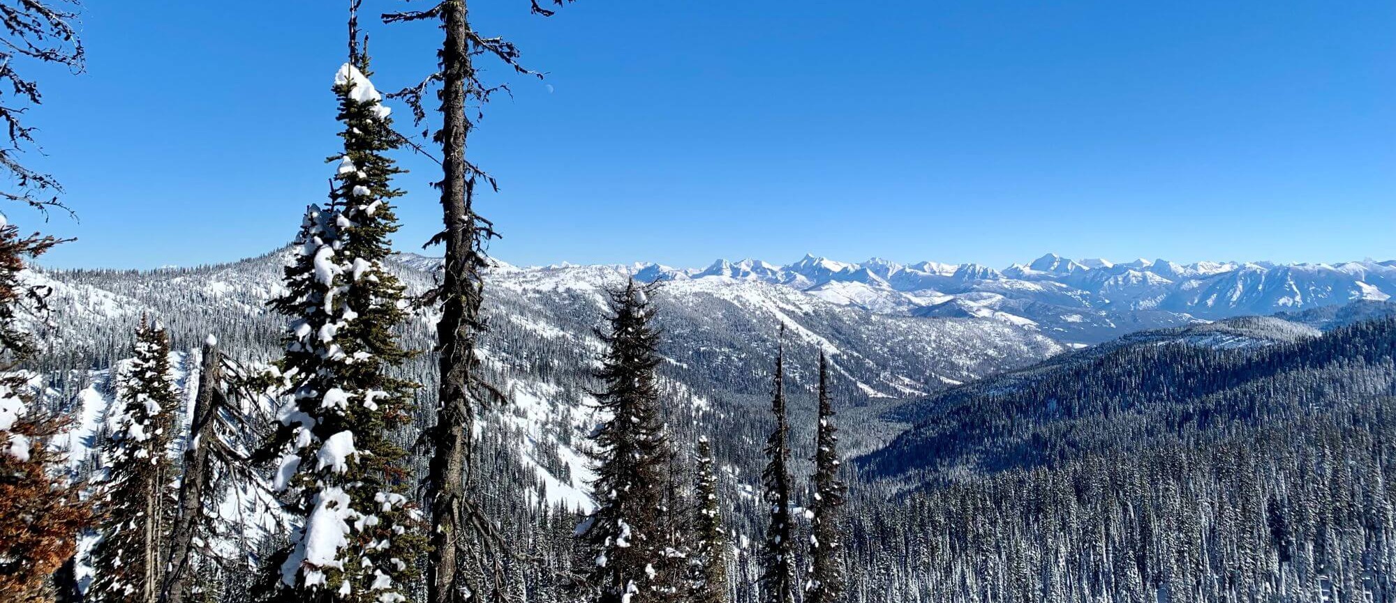 Trees and mountains covered in snow in Whitefish, Montana